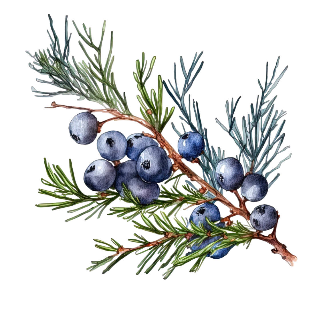 Featured_Botanicals - Juniper