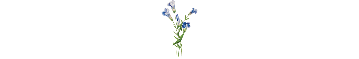Featured_Botanicals - Gentian Root