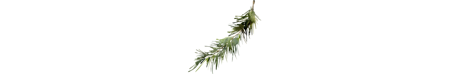 Featured_Botanicals - Pine
