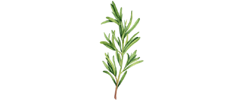Featured_Botanicals - Rosemary